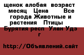 щенок алобая .возраст 1 месяц › Цена ­ 7 - Все города Животные и растения » Птицы   . Бурятия респ.,Улан-Удэ г.